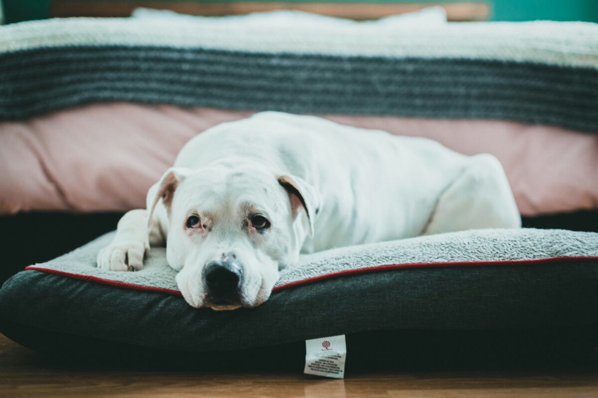 How to Make Your Pet's Final Days Comfortable